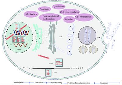 Factors Affecting the Expression of Recombinant Protein and Improvement Strategies in Chinese Hamster Ovary Cells